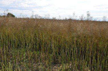 Combine removes rapes on the field. Rapeseed harvesting by combine on summer field. Modern harvester machine, dusty land, dry ripe rape. Green plants, trees in background.