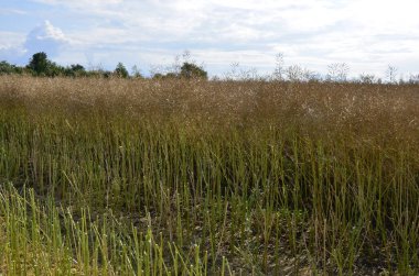 Combine removes rapes on the field. Rapeseed harvesting by combine on summer field. Modern harvester machine, dusty land, dry ripe rape. Green plants, trees in background.