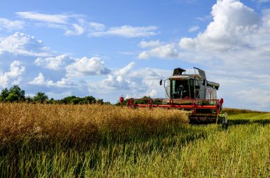 Lviv. Ukrayna. Ağustos 2020. Birleşme, sahadaki tecavüzleri ortadan kaldırıyor. Yaz tarlasında kolza tohumu hasat ediliyor. Modern hasat makinesi, tozlu toprak, kuru tecavüz. Yeşil bitkiler, arka planda ağaçlar.
