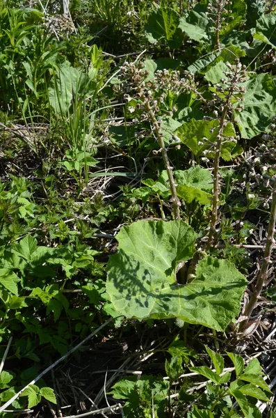 Размножение Бабочек Пестицидов Петлюровцев Hybridus Bbsom Common Butterbur Петлюровы Hybridus — стоковое фото