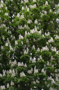 Closeup of white flower or candle of the Common Horse-Chestnut tree. Tree named Aesculus hippocastanum.