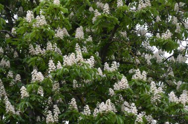 Closeup of white flower or candle of the Common Horse-Chestnut tree. Tree named Aesculus hippocastanum.