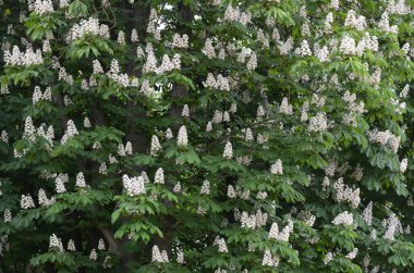 Closeup of white flower or candle of the Common Horse-Chestnut tree. Tree named Aesculus hippocastanum.