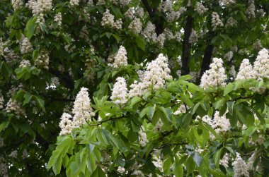 Closeup of white flower or candle of the Common Horse-Chestnut tree. Tree named Aesculus hippocastanum.