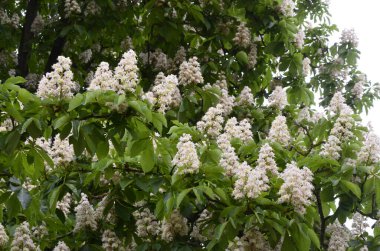 Closeup of white flower or candle of the Common Horse-Chestnut tree. Tree named Aesculus hippocastanum.
