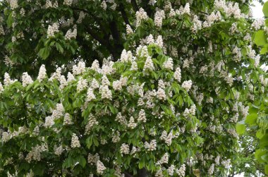 Closeup of white flower or candle of the Common Horse-Chestnut tree. Tree named Aesculus hippocastanum.
