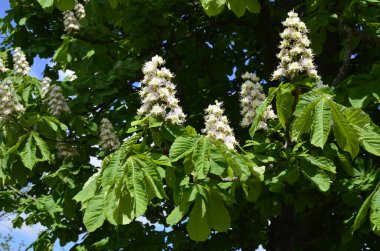 Closeup of white flower or candle of the Common Horse-Chestnut tree. Tree named Aesculus hippocastanum.