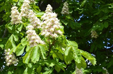 Closeup of white flower or candle of the Common Horse-Chestnut tree. Tree named Aesculus hippocastanum.
