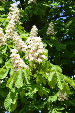 Closeup of white flower or candle of the Common Horse-Chestnut tree. Tree named Aesculus hippocastanum.