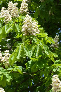 Closeup of white flower or candle of the Common Horse-Chestnut tree. Tree named Aesculus hippocastanum.