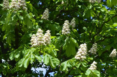 Closeup of white flower or candle of the Common Horse-Chestnut tree. Tree named Aesculus hippocastanum.