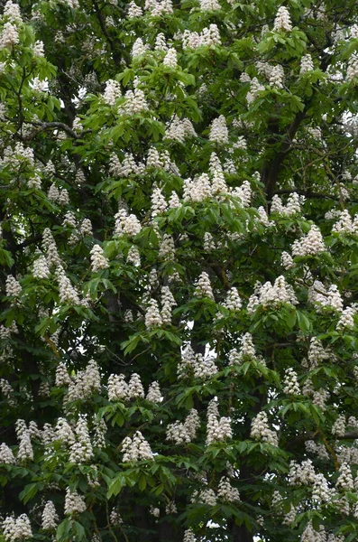 Nahaufnahme Einer Weißen Blume Oder Kerze Des Rosskastanienbaums Baum Namens — Stockfoto