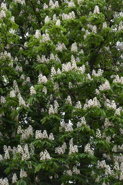 Closeup White Flower Candle Common Horse Chestnut Tree Tree Named — Photo