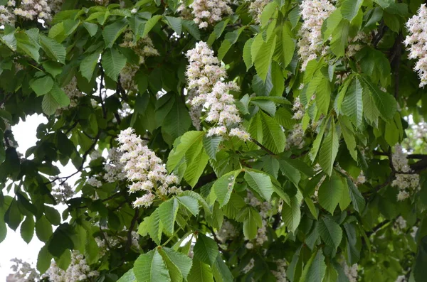 Closeup White Flower Candle Common Horse Chestnut Tree Tree Named — Stockfoto
