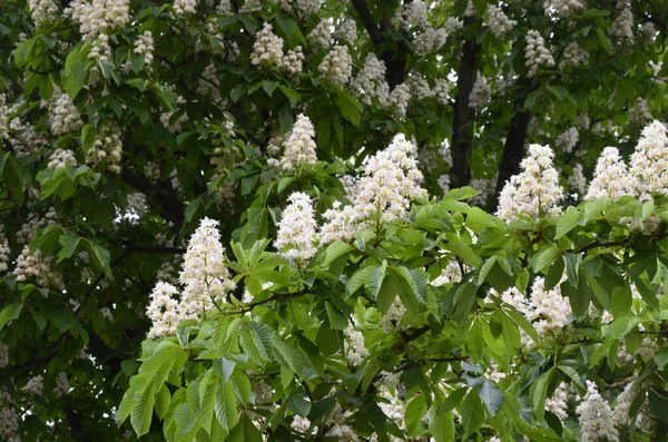 Closeup White Flower Candle Common Horse Chestnut Tree Tree Named — Stockfoto