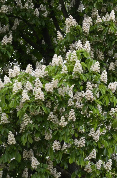 Closeup White Flower Candle Common Horse Chestnut Tree Tree Named — Stockfoto