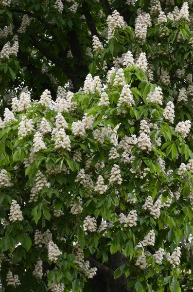 Closeup White Flower Candle Common Horse Chestnut Tree Tree Named — Photo