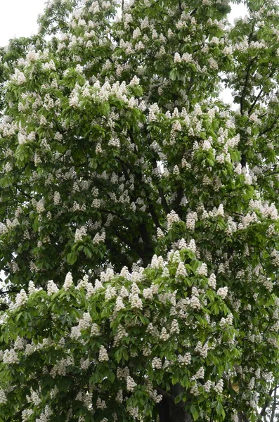 Крупный План Белого Цветка Свечи Обыкновенного Конского Каштана Дерево Эскулус — стоковое фото