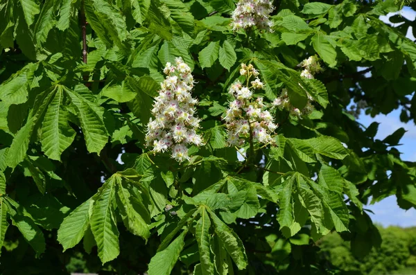 Closeup White Flower Candle Common Horse Chestnut Tree Tree Named — Photo