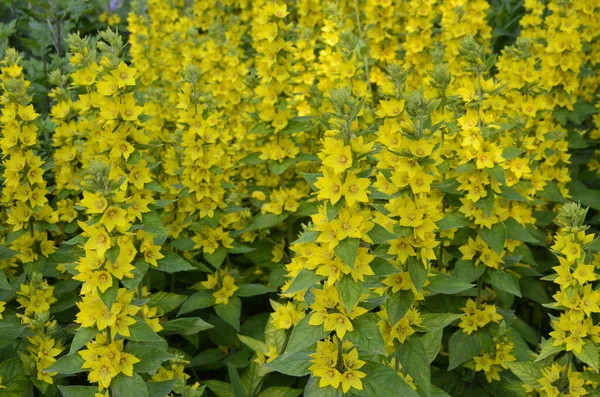 stock image Macro photo nature yellow Lysimachia vulgaris flower. Texture background plant golden yellow loosestrife flower.