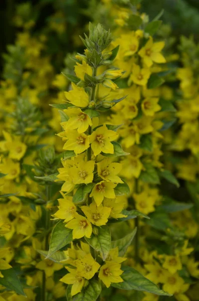 Makro Foto Příroda Žlutá Lysimachia Vulgaris Květ Textura Pozadí Rostlina — Stock fotografie