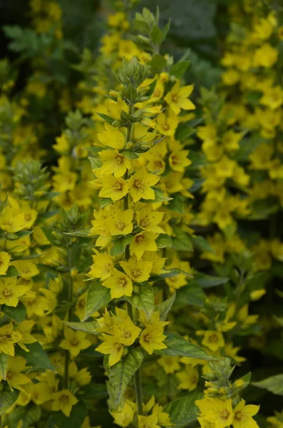 Makro Fotoğraf Doğası Sarı Lysimachia Vulgaris Çiçeği Doku Arka Planda — Stok fotoğraf