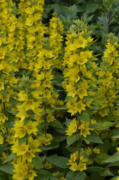 Macro Photo Nature Yellow Lysimachia Vulgaris Flower Texture Background Plant — Stock Photo, Image