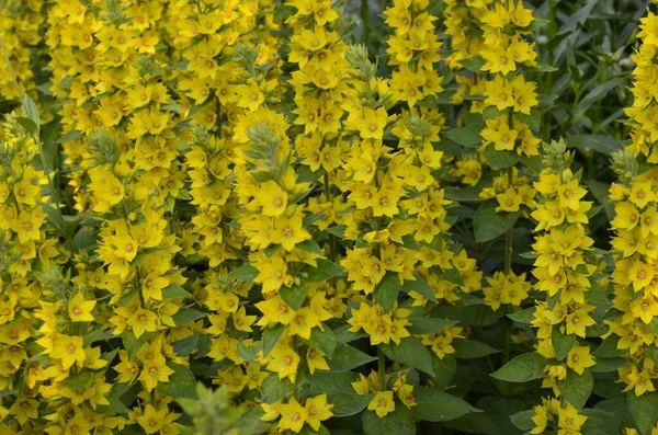 Macro Photo Nature Yellow Lysimachia Vulgaris Flower Texture Background Plant — Stock Photo, Image