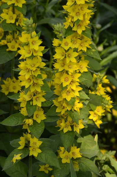 Macro Photo Nature Yellow Lysimachia Vulgaris Flower Texture Background Plant — Stock Photo, Image