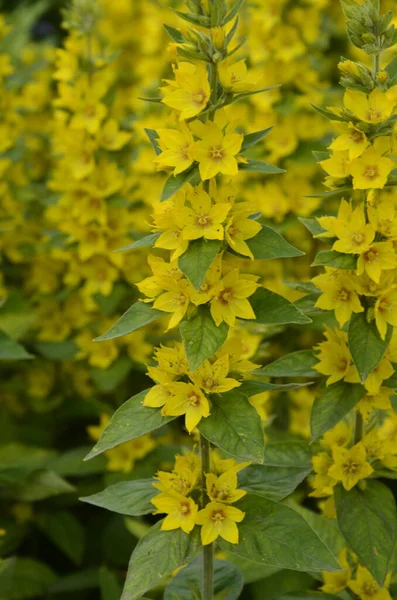 Macro Foto Naturaleza Amarillo Lysimachia Vulgaris Flor Textura Fondo Planta — Foto de Stock