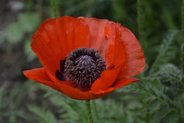 Yeşil çimlerde kırmızı haşhaş. Zafer Günü için mevsimlik bahar çiçekleri. Büyük kırmızı kutulu haşhaş çiçeği.