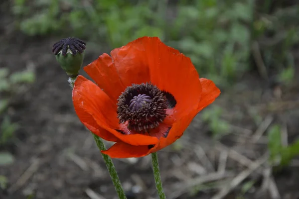 Czerwony Mak Zielonej Trawie Sezonowe Wiosenne Kwiaty Dzień Zwycięstwa Makowy — Zdjęcie stockowe
