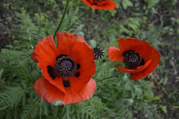 Κόκκινη Παπαρούνα Στο Πράσινο Γρασίδι Εποχιακά Ανοιξιάτικα Λουλούδια Για Νίκη — Φωτογραφία Αρχείου