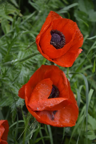 Pavot Rouge Dans Herbe Verte Fleurs Printanières Saisonnières Pour Jour — Photo