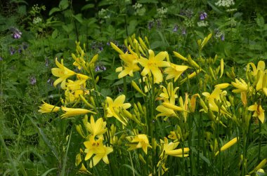 Koyu yeşil yapraklı sarı çiçekleri.