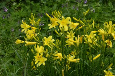 Koyu yeşil yapraklı sarı çiçekleri.