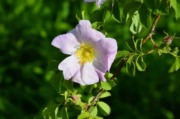 Rosa Canina Rosa Canina Fiore Rosa Nella Riserva Naturale Della — Foto Stock