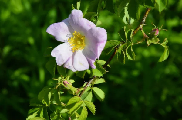 Róża Psów Rosa Canina Różowy Kwiat Wydmy Roślinności Rezerwatu Przyrody — Zdjęcie stockowe