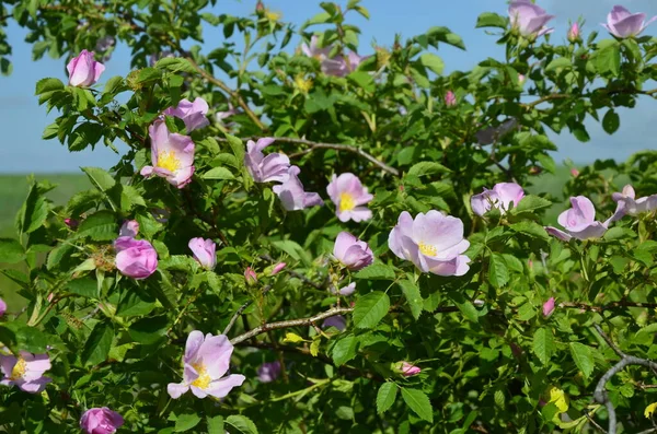 Róża Psów Rosa Canina Różowy Kwiat Wydmy Roślinności Rezerwatu Przyrody — Zdjęcie stockowe