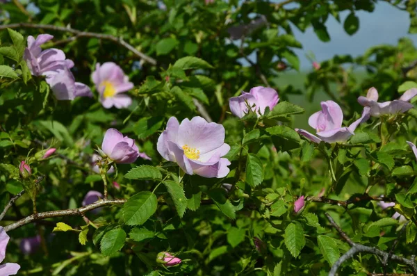 Róża Psów Rosa Canina Różowy Kwiat Wydmy Roślinności Rezerwatu Przyrody — Zdjęcie stockowe