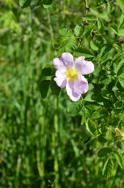 Собачья Роза Rosa Canina Розовый Цветок Дюнной Растительности Заповедника Собака — стоковое фото