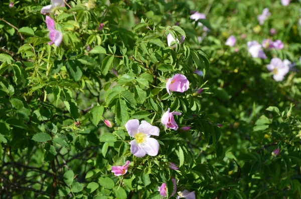 Róża Psów Rosa Canina Różowy Kwiat Wydmy Roślinności Rezerwatu Przyrody — Zdjęcie stockowe