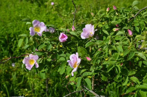 Róża Psów Rosa Canina Różowy Kwiat Wydmy Roślinności Rezerwatu Przyrody — Zdjęcie stockowe