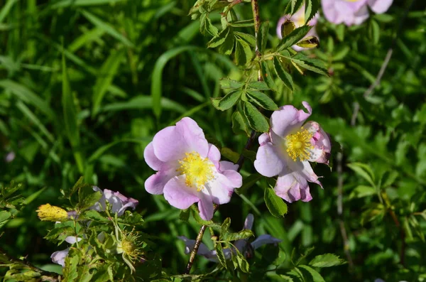 Róża Psów Rosa Canina Różowy Kwiat Wydmy Roślinności Rezerwatu Przyrody — Zdjęcie stockowe