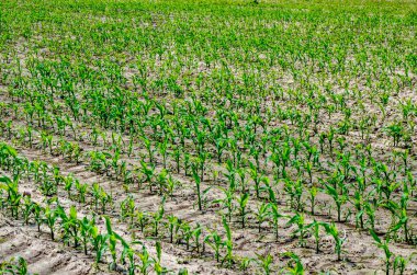 Genç mısırların yetiştiği bir tarla. Gün batımında yeşil alan. Genç mısır tarlası ilkbahar sabahı çok sığ bir tarlada..