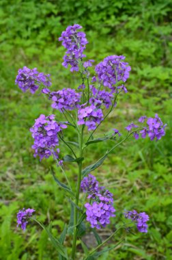 Hesperis matronalis bitkisinin pembe çiçekleri, yaygın olarak kullanılan adları, kadının roketi, kadının solungaçotu, gece kokulu gaydası, Baharda hatunun roketi, güneşli bahçe. Yumuşak odak arkaplanı
