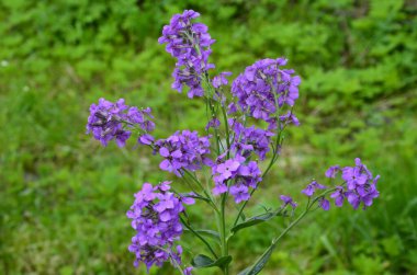 Hesperis matronalis bitkisinin pembe çiçekleri, yaygın olarak kullanılan adları, kadının roketi, kadının solungaçotu, gece kokulu gaydası, Baharda hatunun roketi, güneşli bahçe. Yumuşak odak arkaplanı