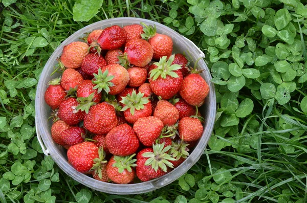Frische Erdbeeren Containern Und Auf Dem Dorftisch — Stockfoto
