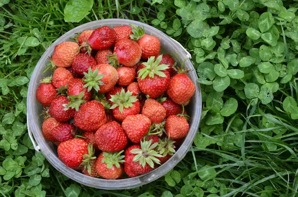 Bacche Fragola Fresche Contenitori Sparse Tavolo Villaggio — Foto Stock