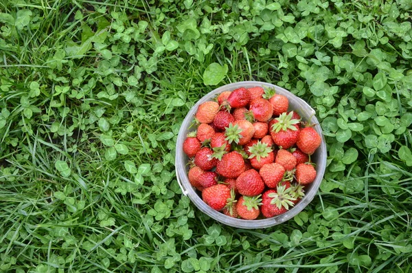 Frische Erdbeeren Containern Und Auf Dem Dorftisch — Stockfoto